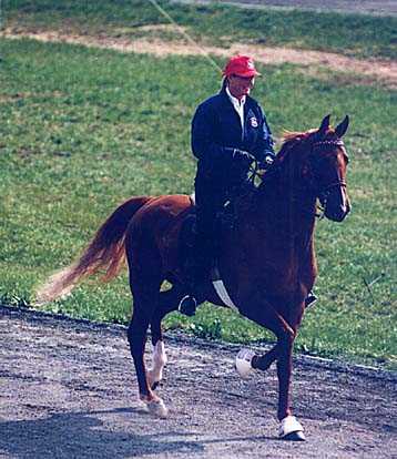 American Saddlebred